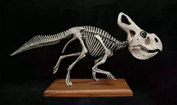 VWUVWU 1/4 Модел на черепа и скелета на протоцератопса Ceratopsidae, са подбрани фигурка изкопаемо животно, модул за обучение маса, декорация, подарък